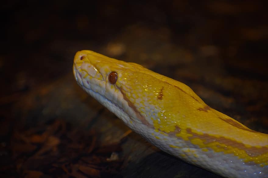 Boa Constricteur, python, serpent jaune, énorme, dangereux, danger, mortel, mort, non toxique, coloré, brillant