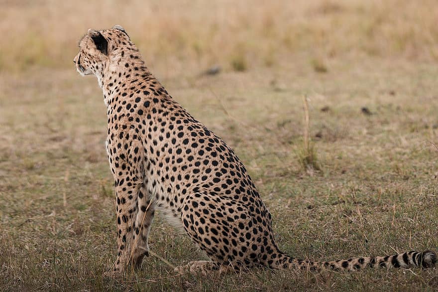 Gepard, zvíře, safari, savec, velká kočka, divoké zvíře, dravec, volně žijících živočichů, fauna, divočina, Příroda