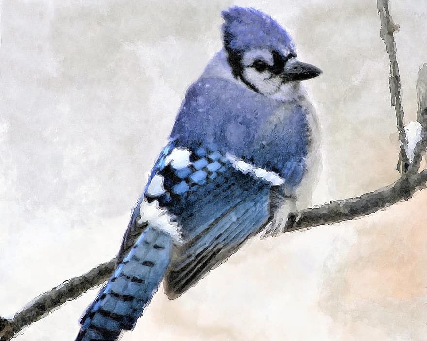 blue jay, burung, lukisan cat air, karya seni, bulu, binatang di alam liar, ilustrasi, paruh, cabang, biru, merapatkan
