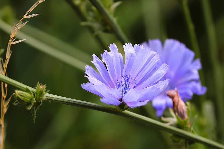 Chicoree, gemeine Zichorie, blühen, Blume, Cichorium intybus, Blau, Verbundwerkstoffe, Flora, hellblau, wilde Blume, blühende Pflanze
