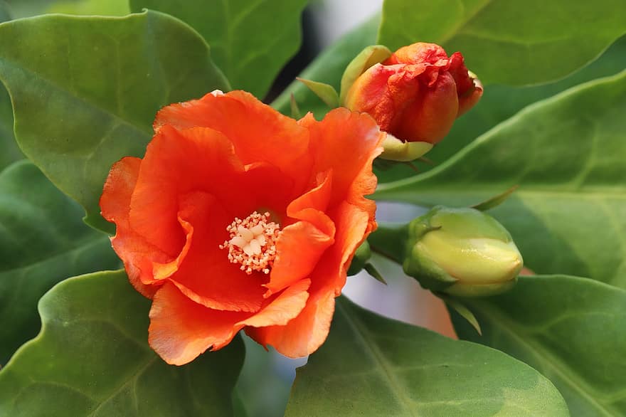 pereskia sacharosa, перескій, помаранчеві квіти, природи, флора