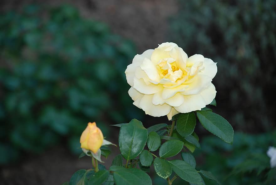 Rose, Une rose jaune, fleur, fleur jaune, Floraison, plante à fleurs, plante ornementale, plante, flore, la nature, jardin