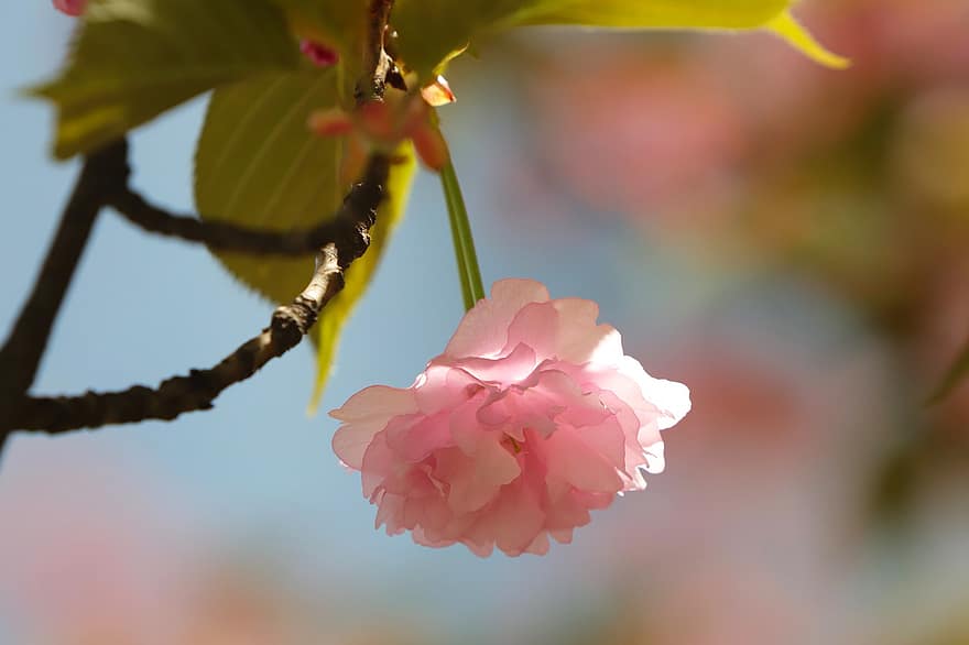 flores de cerejeira, flores, Primavera, flores cor de rosa, sakura, flor, Flor, ramo, árvore, natureza