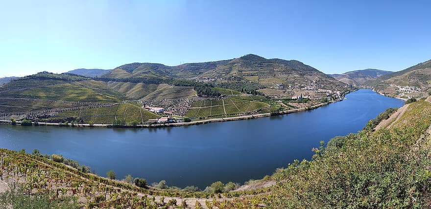 vingård, flod, douro floden, porto, Portugal