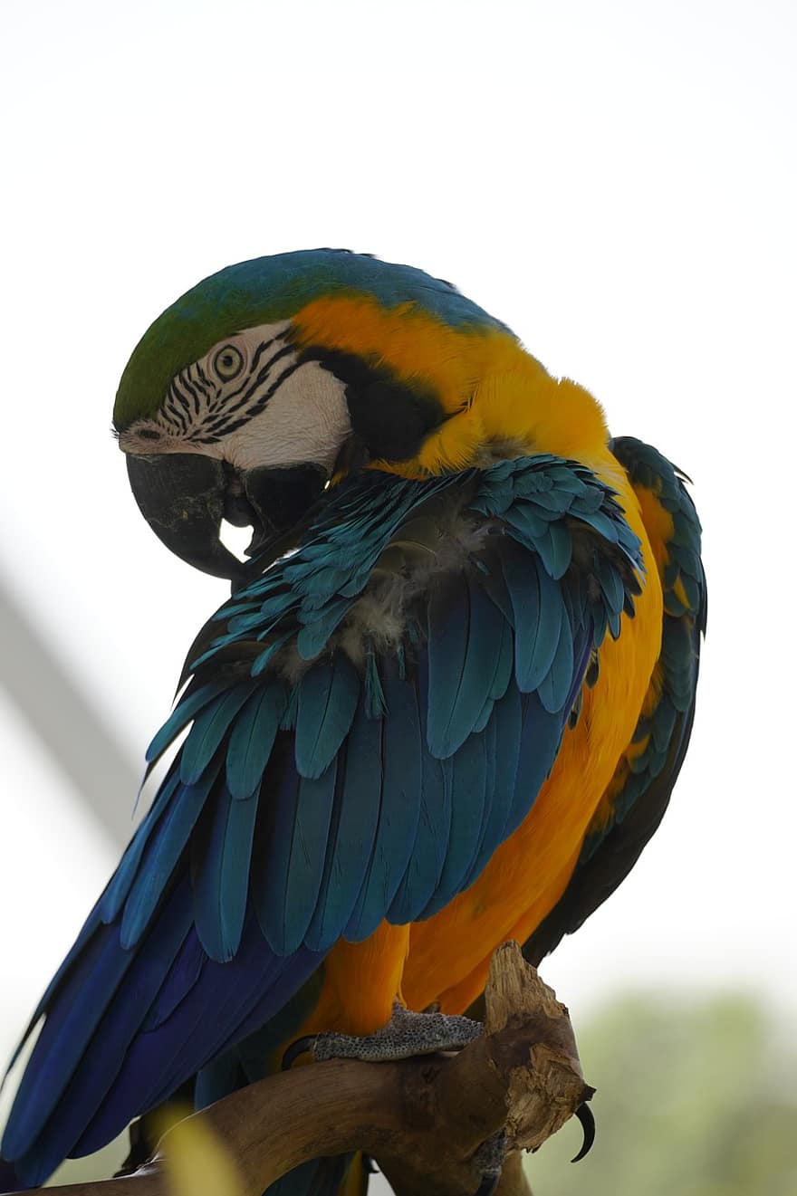 papegoja, fågel, vilda djur och växter, djur-, psittacidae, ornitologi, natur, multi färgad, ara, fjäder, blå