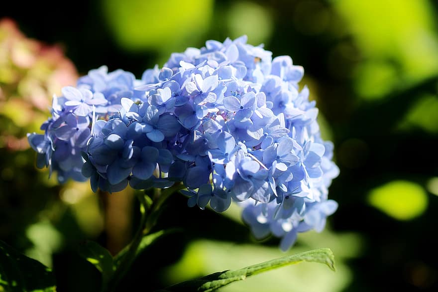 Blumen, Hortensie, Pflanze, Französische Hortensie, blaue blumen, Wildblumen, blühen, blühende Pflanze, Zierpflanze, Flora, Natur
