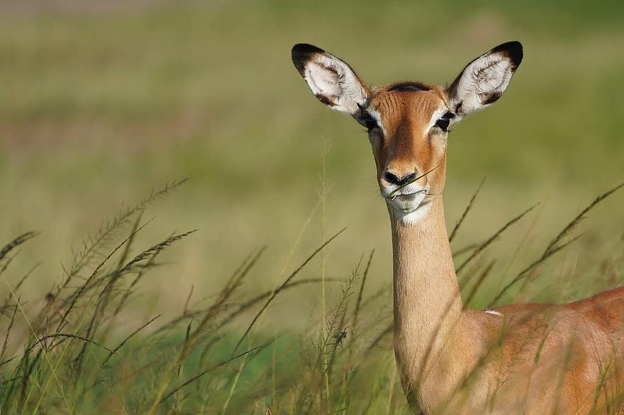gazelle, animal, mammifère, animal sauvage, faune, région sauvage, la nature