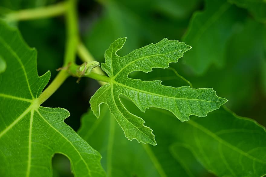 Feigenbaum, Laub, Venen, Grün, Pflanze, Obstbaum, Blatt, Nahansicht, grüne Farbe, Makro, Wachstum