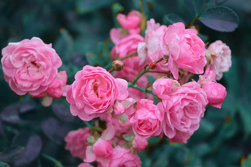 jardin, fleurs, rosée, des gouttes de rosée, gouttelettes, des roses, fleurs roses, buisson, arbuste, Floraison, fleur