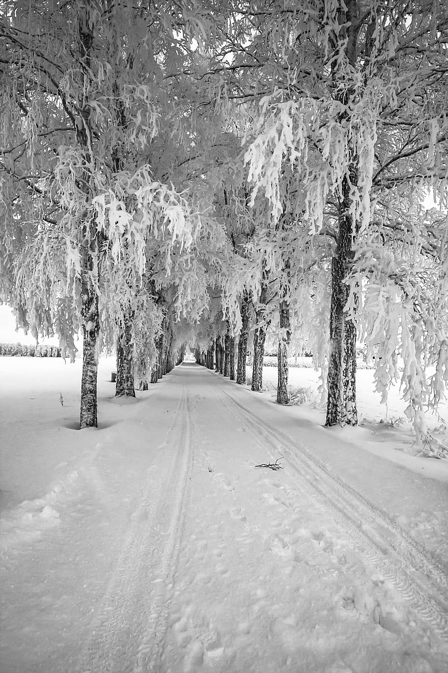 Winter, Snow, Road, Trees, Birch, Avenue, Landscape, Bare Trees, Outdoors, tree, forest