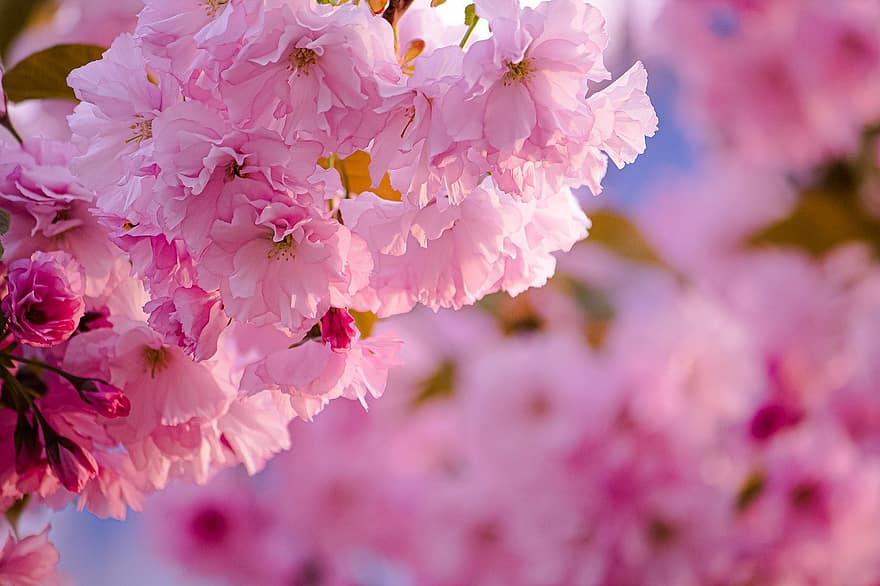 sakura, roze bloemen, de kers bloeit, bloemen, natuur, de lente, telefoon achtergrond, Achtergrond voor Android, Bloemen op het bureaublad, roze kleur, detailopname