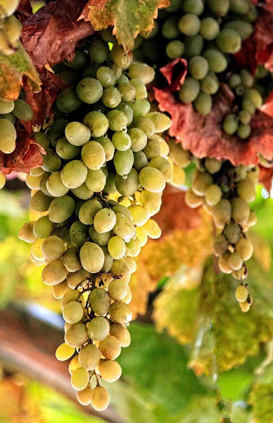 Grapes, Fruits, Vine, Green Grapes, Grapevine, Plant, Food, Organic, Vineyard, Winegrowing, Viticulture