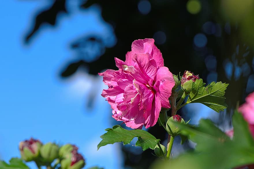 hibiscus, kukka, kukinta, vaaleanpunainen kukka, kasvisto, kasvi, luonto, vaaleanpunaiset terälehdet, hibiscus kukka, Kukkien, puutarhanhoito