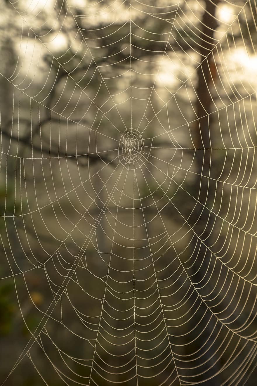 spinnenweb, spinneweb, spin, web, detailopname, dauw, achtergronden, laten vallen, patroon, abstract, insect