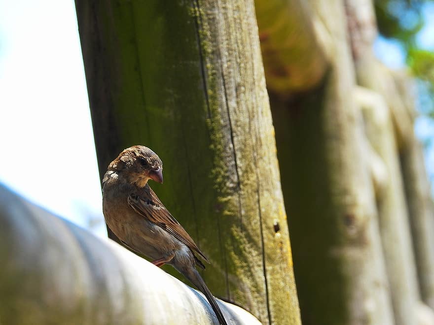 House Sparrow, Bird, Avian, Wildlife