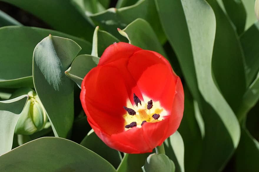 tulipán, flor, flor roja, pétalos, pétalos rojos, floración, flora, planta, de cerca, cabeza de flor, verano