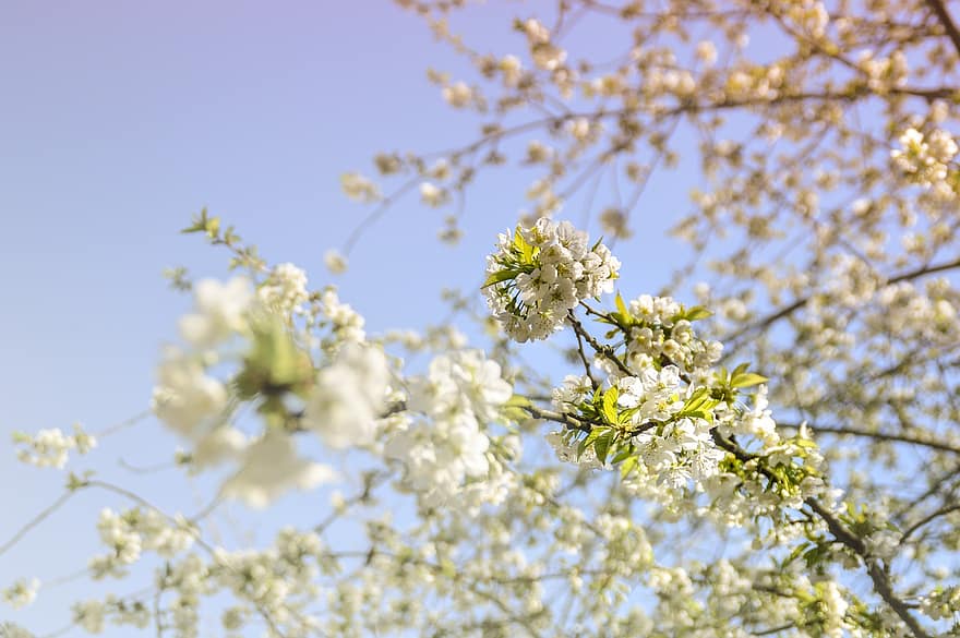pavasarī, ķiršu ziedi, fona, ziedošs, zied, flora, sezonā, raksturs, Japāna, zieds, filiāle