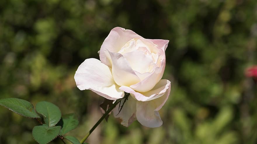 witte roos, witte bloem, bloem, tuin-, natuur, volle bloei