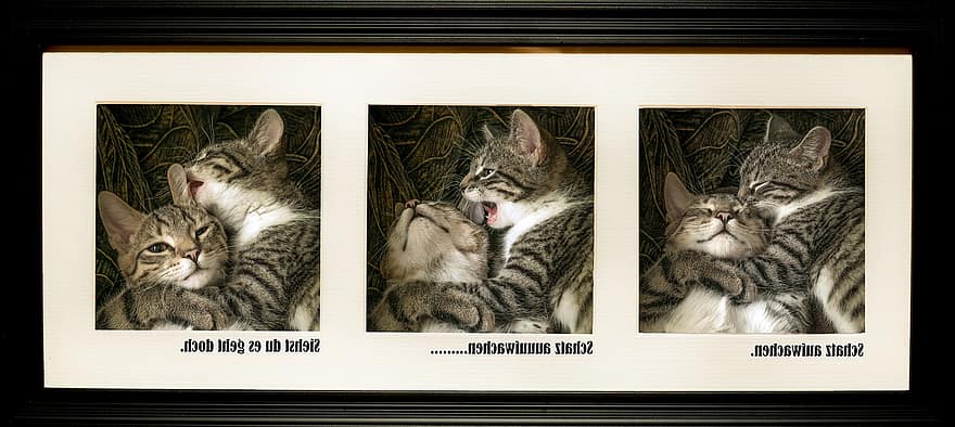 Cat, Two, Series, Picture Frame, Mackerel, Lying, Kitten, Domestic Cat, Pet, Cute, Sweet