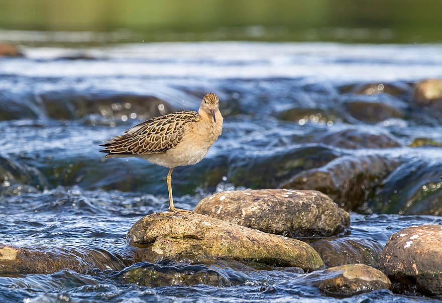 Bird, River, Wader, Animal, Rapids, Finland, Avian