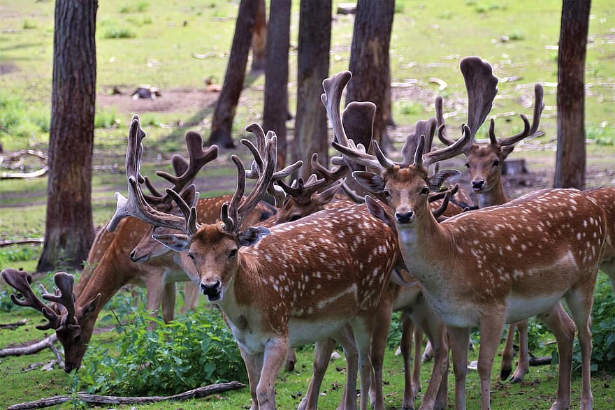 Deer, Red Deer, Wild, Nature, Animal, Antler, Fallow Deer, Animal World, Hunting, Scheu, Meadow