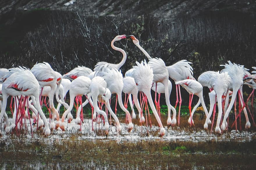 burung, flamingo, ilmu burung, jenis, fauna, binatang, paruh, bulu, binatang di alam liar, multi-warna, Afrika