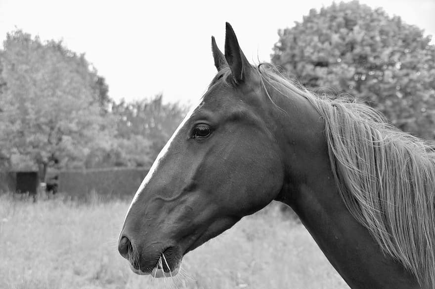 кон, Портрет на коня, черно-бяла снимка, природа, конска разходка, конско дете, конна езда, животно, грива, глава