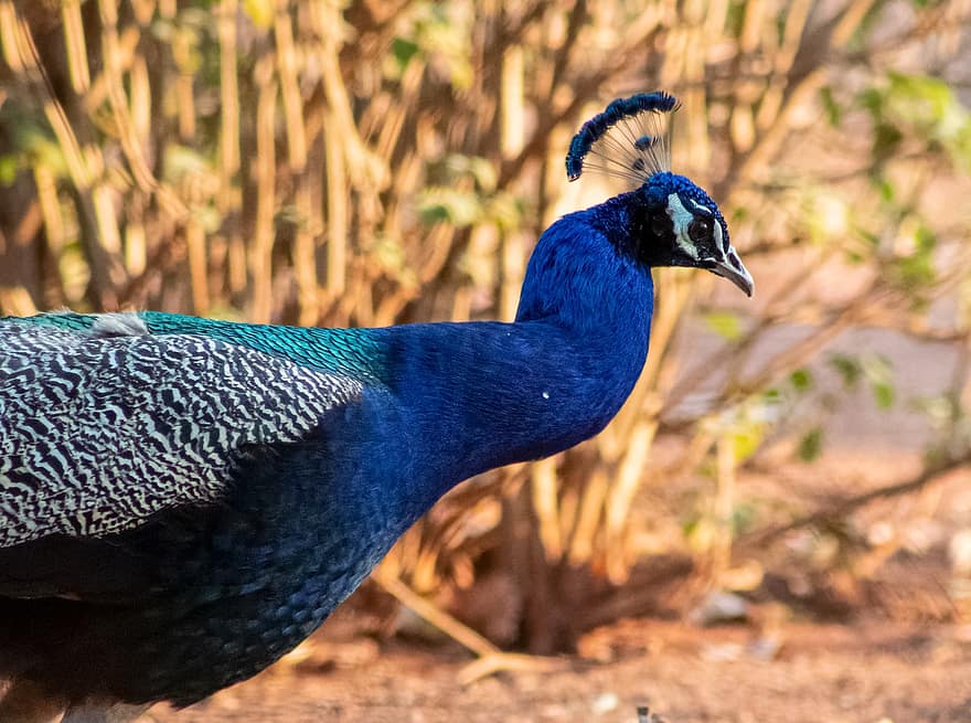 Bird, Peacock, Ornithology, Species, Fauna, Avian, Wildlife, Animal, Nature, Plumage, feather