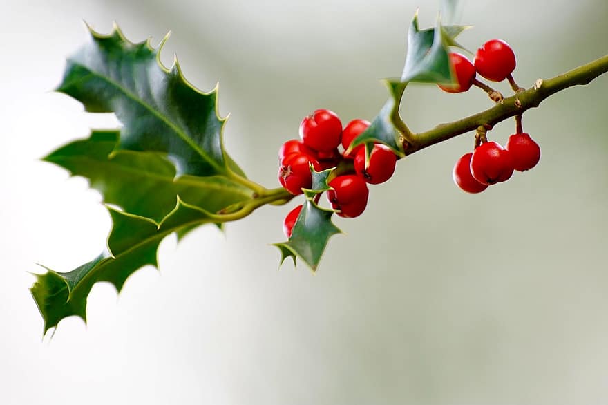 падуб, фрукты, рождественский падуб, красный, вечнозеленый, зима, рождество, дерево, куст, красная ягода, поздравительная открытка