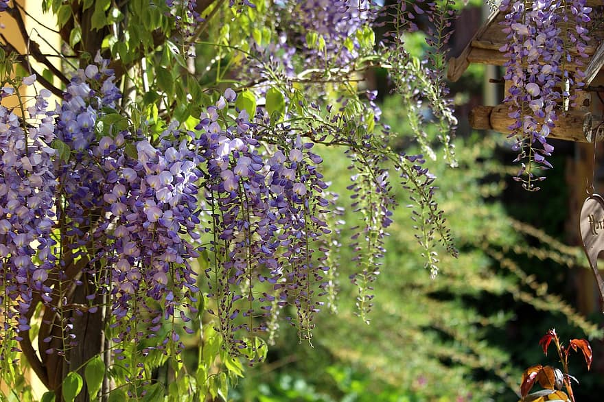 wisteria, purpura ziedi, ziedi, alpīnists, cīpslas, dārzs, pavasarī, tīkams augs, pergola, terase, lapas