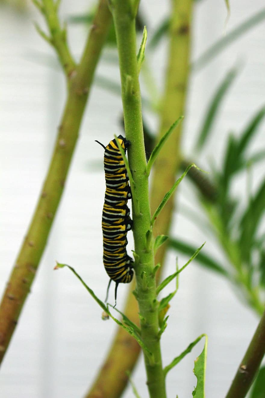 Caterpillar, Insect, Stem, Larva, Animal, Plant, Nature, Closeup