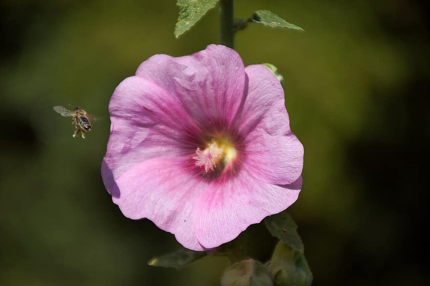 blomma, bi, pollen, honungsbi, natur, nektar, sommar, närbild, pollinering