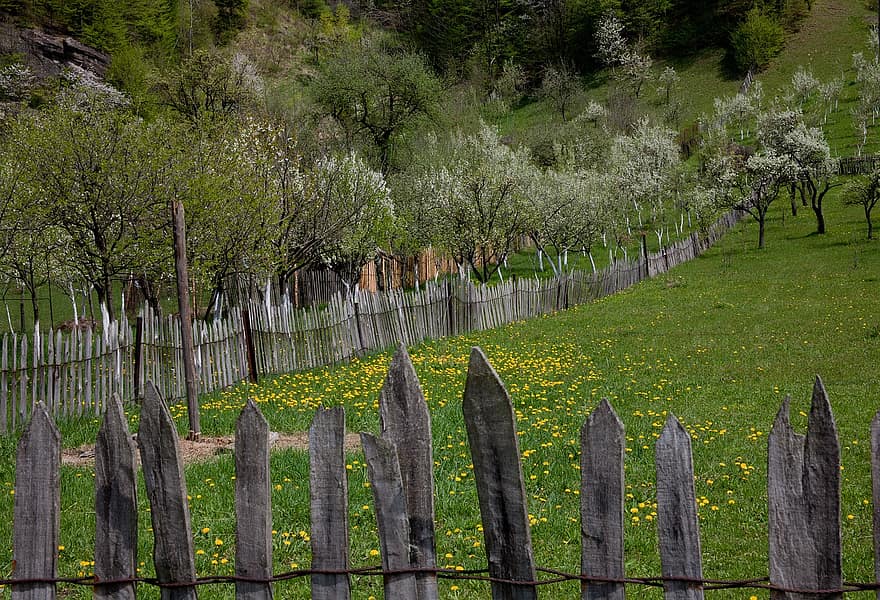 Fence, Orchard, Nature, Trees, Meadow, Field, Rural, Outdoors, Travel, grass, rural scene