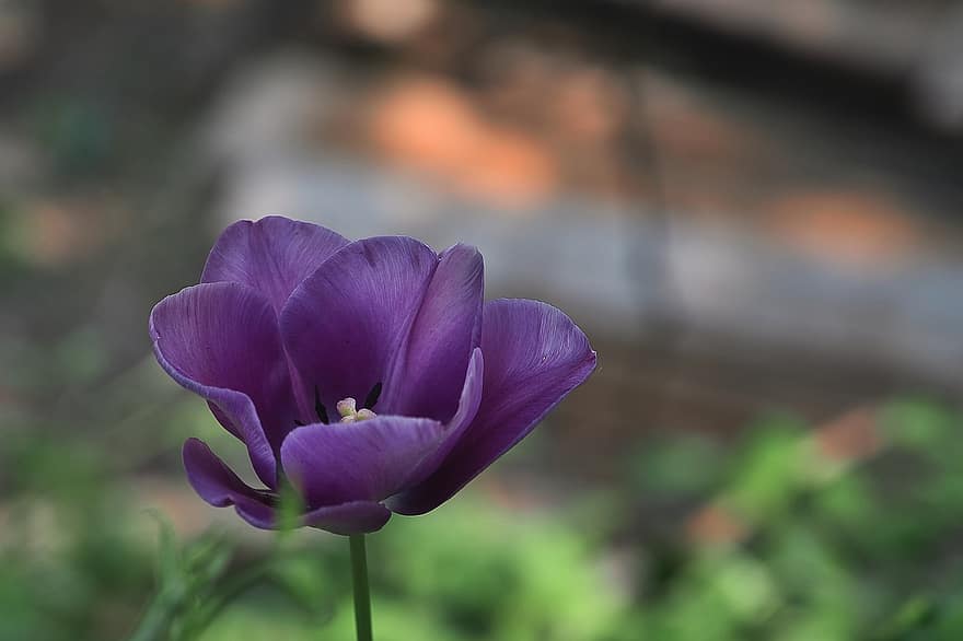 Flowers, Tulip, Petals, Violet, Purple, Bloom, flower, plant, close-up, petal, flower head