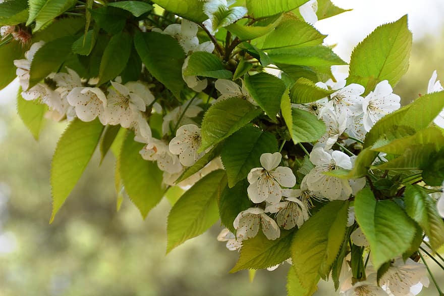 Tree, Flowers, Cherry, Leaves, Garden, Blossom, leaf, plant, close-up, freshness, green color