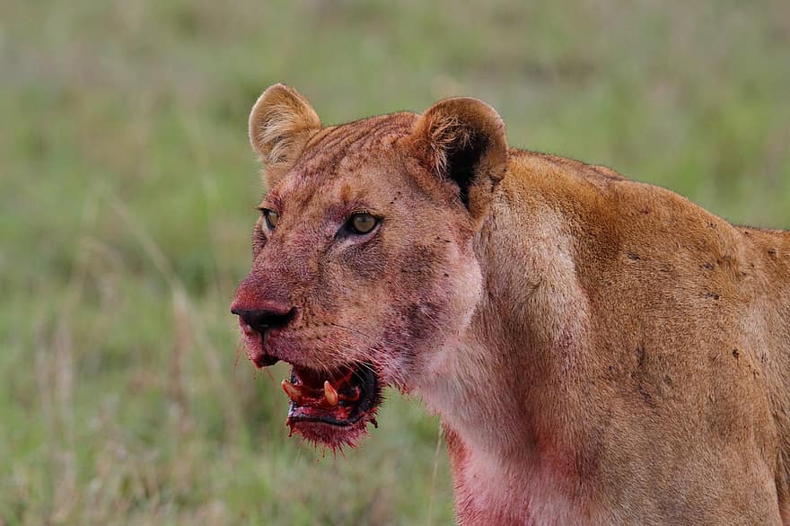 leeuw, roofdier, beest, bloedig, carnivoor, leeuwin, wilde kat, grote kat, katachtig, kattenportret, Masai Mara