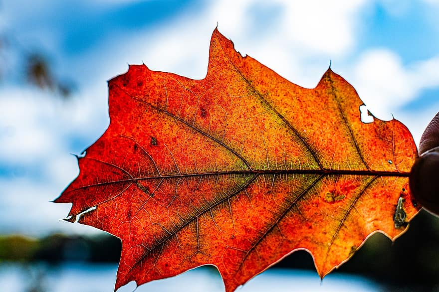 outono, folha, veias, veias da folha, Detalhes da folha, luz de fundo, folha de outono, estação do outono