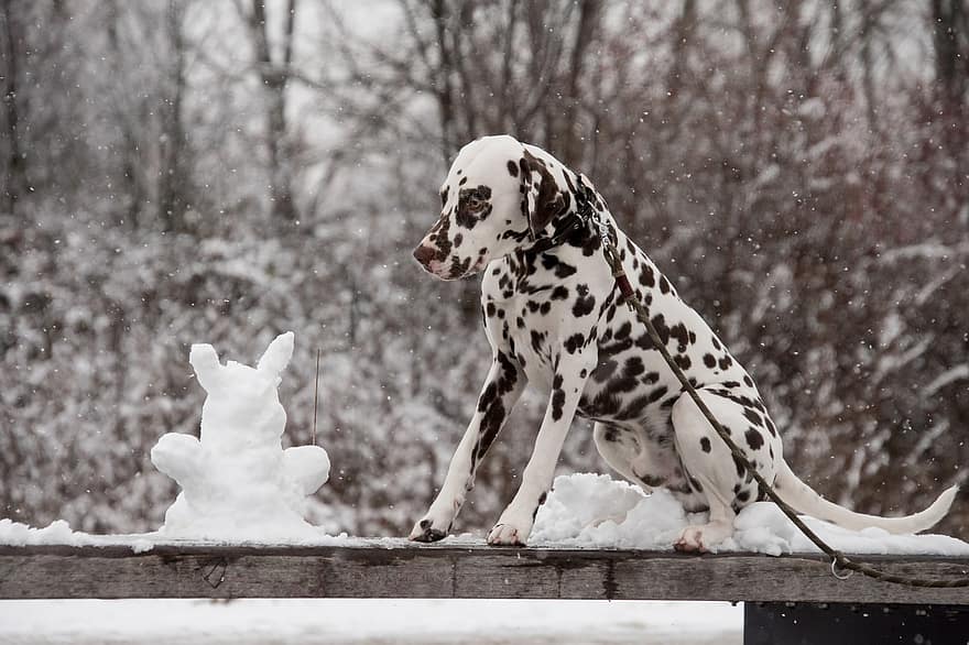 chó đốm, chó, tuyết, tuyết rơi, dây buộc, vật nuôi, thú vật, chó nhà, răng nanh, động vật có vú, dễ thương