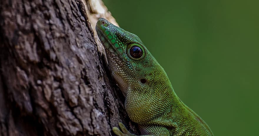 Gecko, târâtoare, animal, animale sălbatice, faună, pustie, natură