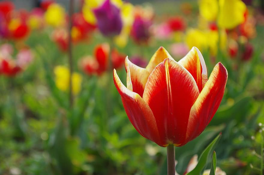 virágok, tulipán, szirmok, származik, porzószál, mező, kert, virágzás
