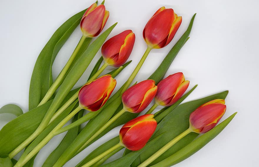 Tulpen, Blume, Pflanze, rote Tulpen, rote Blumen, Frühlingsblüher, dekorativ, Tulpe, Frische, grüne Farbe, Blütenkopf