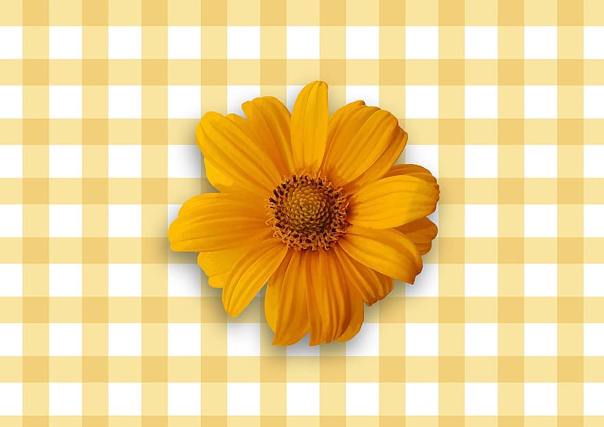 bunga matahari, Garis Scotch