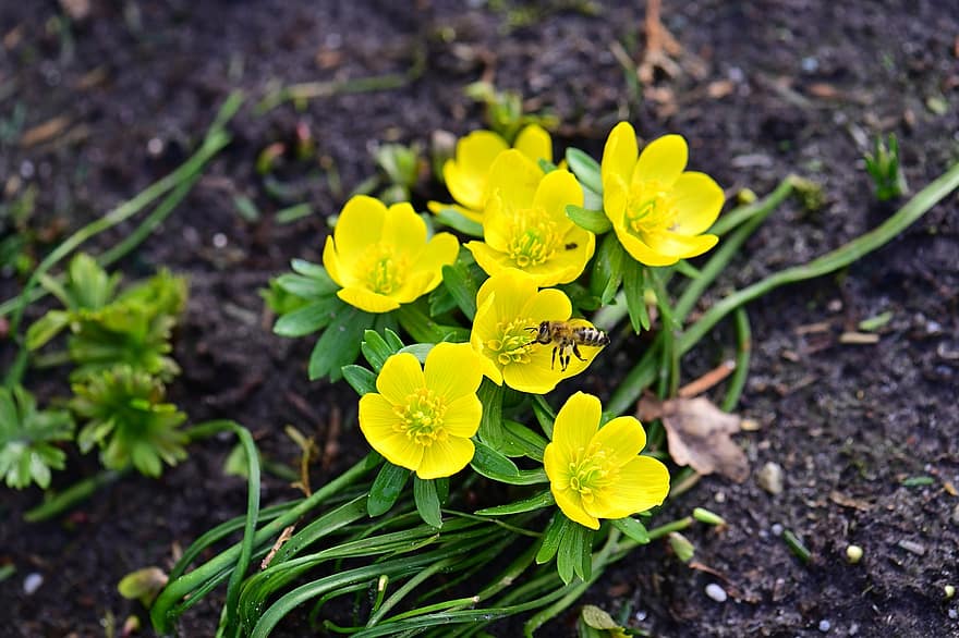 зимний аконит, цветы, пчела, насекомое, животное, желтые цветы, завод, природа