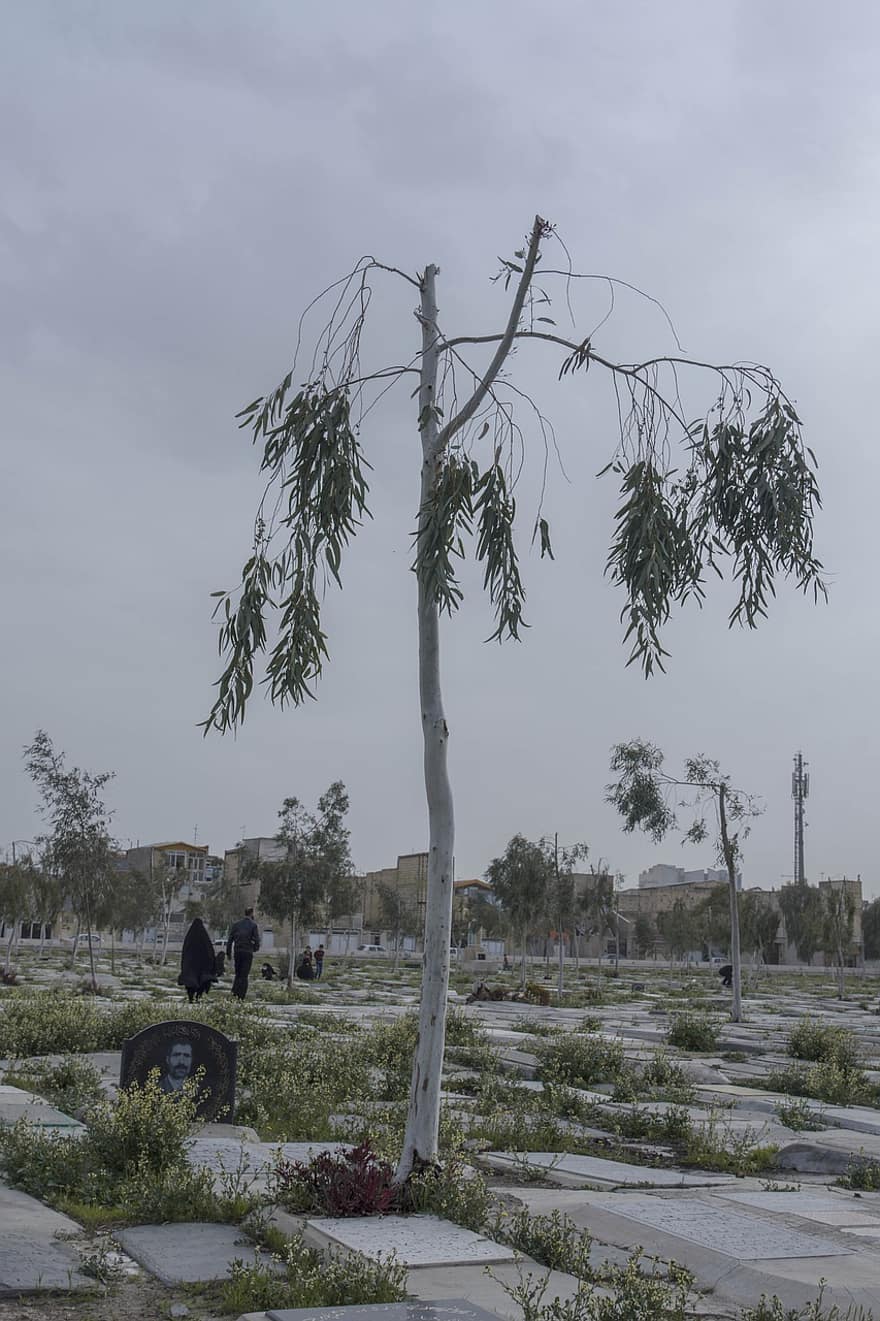 Cemetery, Graveyard, Burial Ground, Qom, Iran, Urbanism, tree, plant, leaf, branch, summer