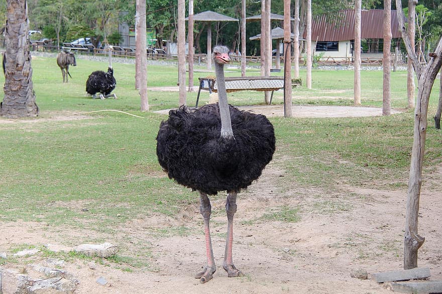 avestruz, animal, pássaro, jardim zoológico, parque