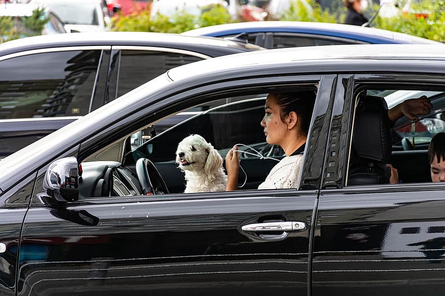 गाड़ी, कुत्ता, महिला, पालतू पशु