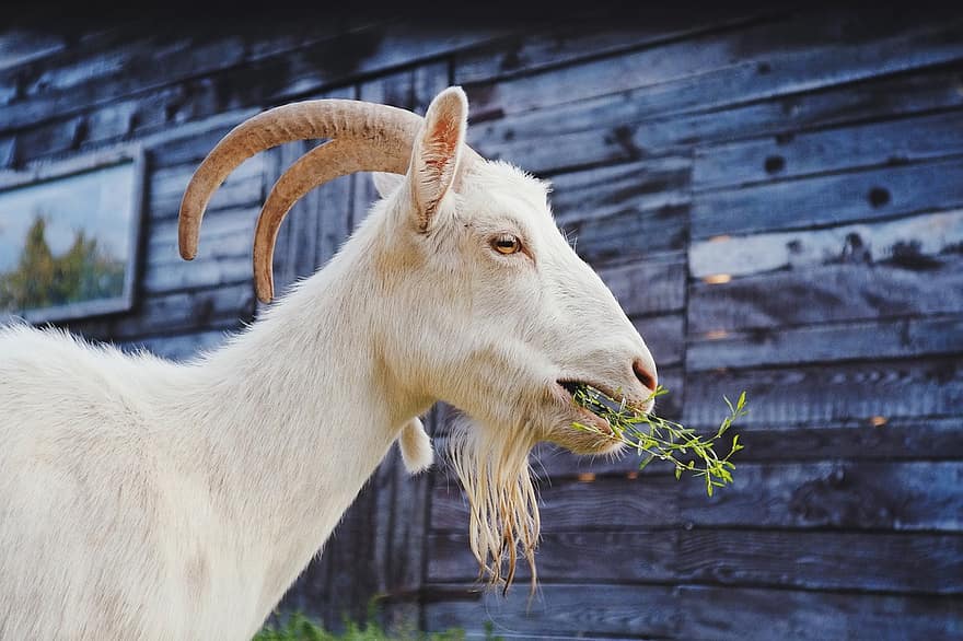 Goat, White Goat, Animal, Russian White, Mammal, Dairy Goat, Ruminant, Herbivore