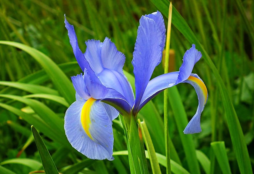 flor, íris, azul, plantar, Primavera, natureza, fechar-se, Flor-azul, pétalas, pétalas azuis, Flor