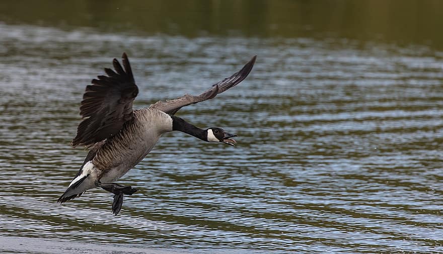 Canada Goose, Bird, Flying, Lake, Goose, Waterfowl, Water Bird, Aquatic Bird, Animal, Wings, Feathers