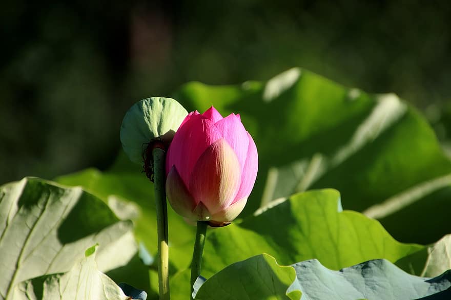 lotus, květ, rostlina, pupen, růžový květ, okvětní lístky, semen pod, vodní rostliny, listy, flóra, list